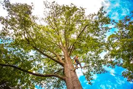 Best Lot and Land Clearing  in Clewiston, FL