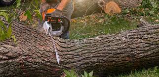 Trusted Clewiston, FL Tree Services Experts