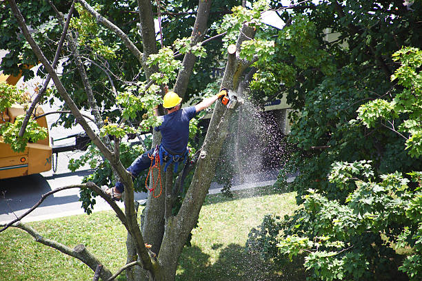 How Our Tree Care Process Works  in  Clewiston, FL