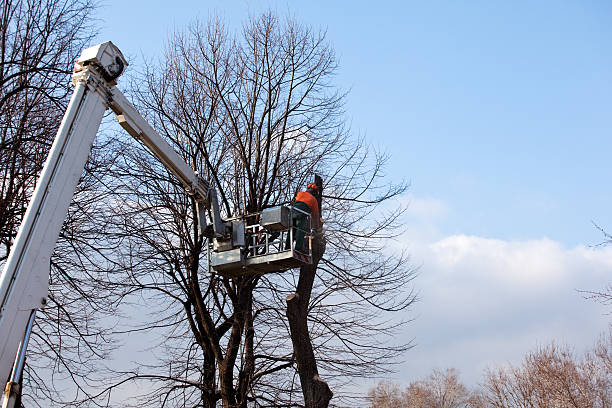 Best Tree Disease Treatment  in Clewiston, FL